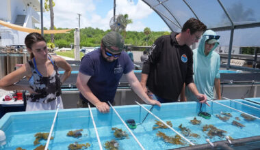 Florida researchers bring endangered elkhorn coral ashore to protect them