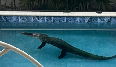 Florida Homeowner Shocked To Find 9-Ft Alligator Floating in His Pool