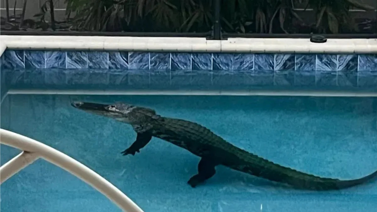 Florida Homeowner Shocked To Find 9-Ft Alligator Floating in His Pool