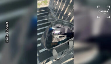 Florida Woman Finds Unexpected Guest Inside Her Handbag