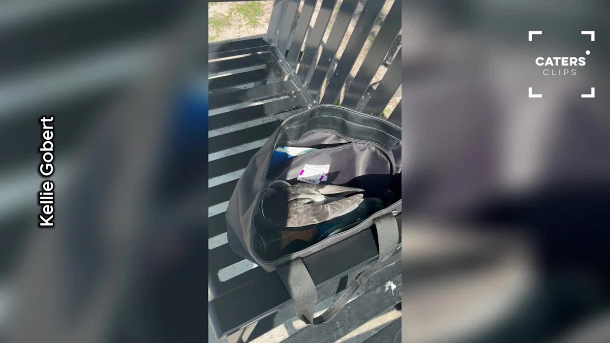 Florida Woman Finds Unexpected Guest Inside Her Handbag