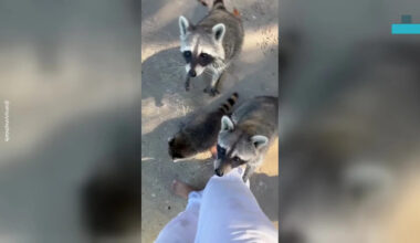Raccoons Swarm Florida Woman and Climb Her Leg
