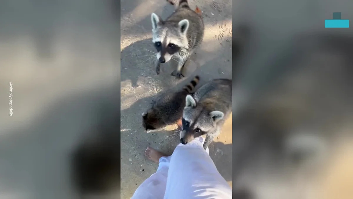Raccoons Swarm Florida Woman and Climb Her Leg