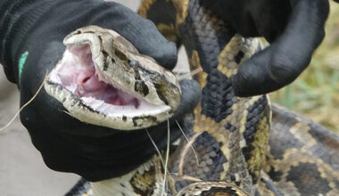 Burmese python population booms near popular Florida tourist area, prompting higher conservation presence