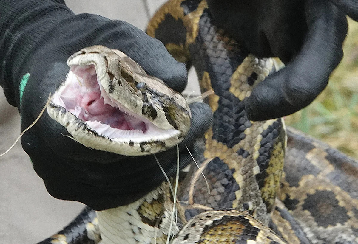 Burmese python population booms near popular Florida tourist area, prompting higher conservation presence