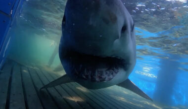 Massive 1,400-pound great white shark Breton raises questions after it pings off Florida coast
