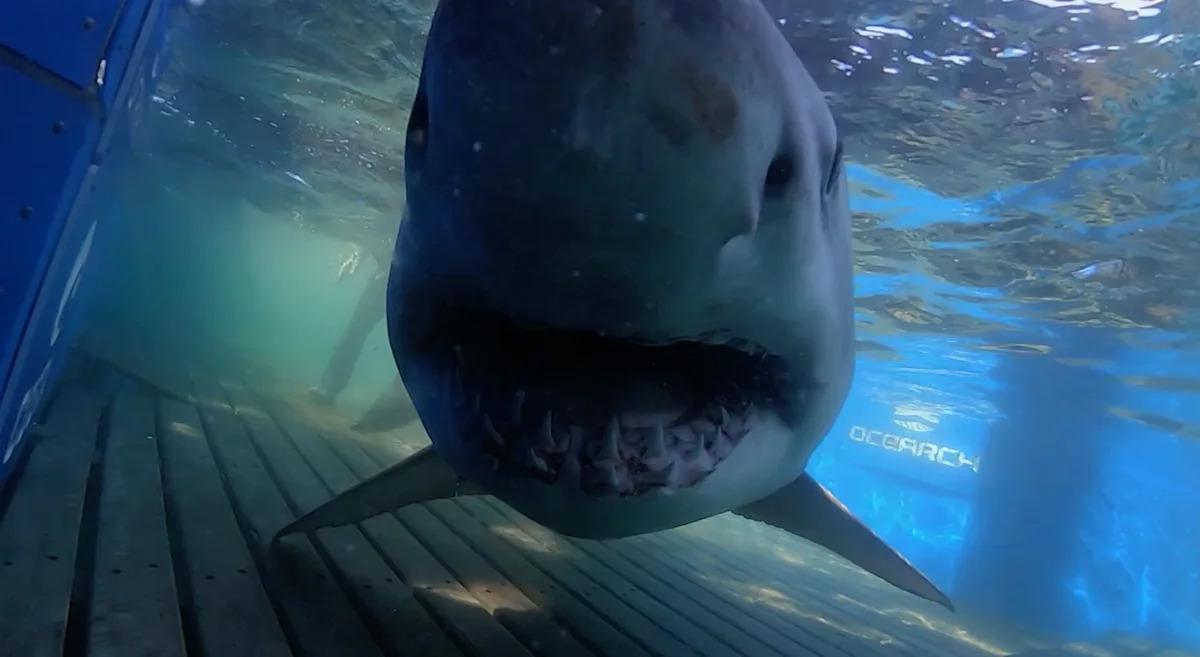 Massive 1,400-pound great white shark Breton raises questions after it pings off Florida coast