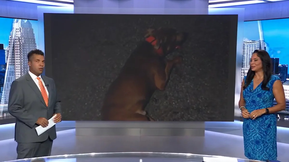 Sheriff’s Office To Pay for Vet Bills After Florida Deputy Hits Dog