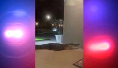 Florida Family Finds Nearly 8-Foot Alligator Refusing to Leave Their Front Doorstep