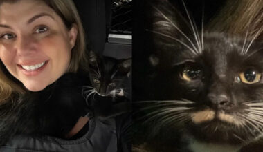 Florida Deputy Hears Kitten Meowing During DUI Stop, Helps It Find Forever Home