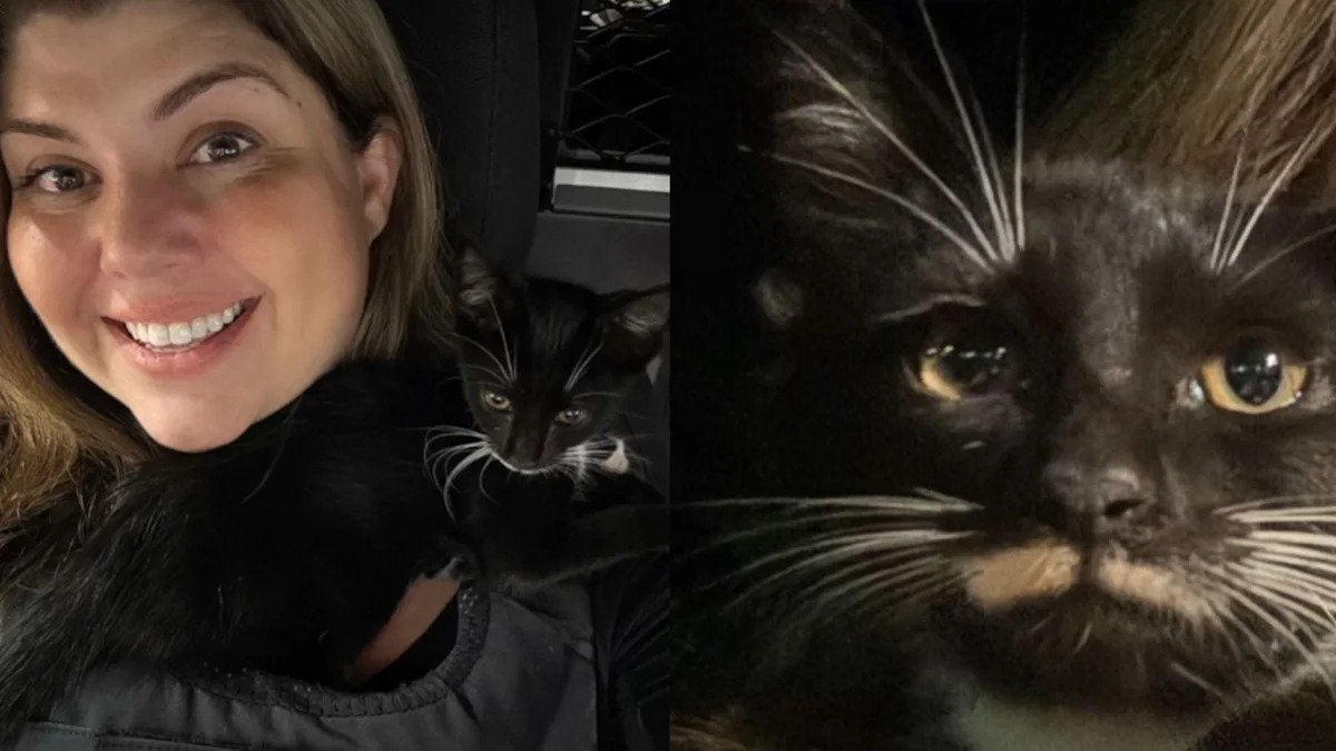 Florida Deputy Hears Kitten Meowing During DUI Stop, Helps It Find Forever Home