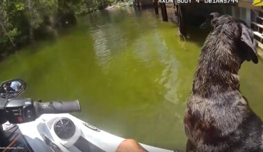 Florida Deputy on Jet Ski Rescues Dog Who Refused to Drop Her Stick