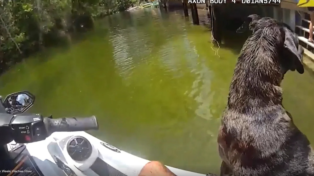Florida Deputy on Jet Ski Rescues Dog Who Refused to Drop Her Stick