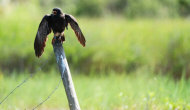 Surprise! Florida Everglades snail kites thrive in Del Webb development