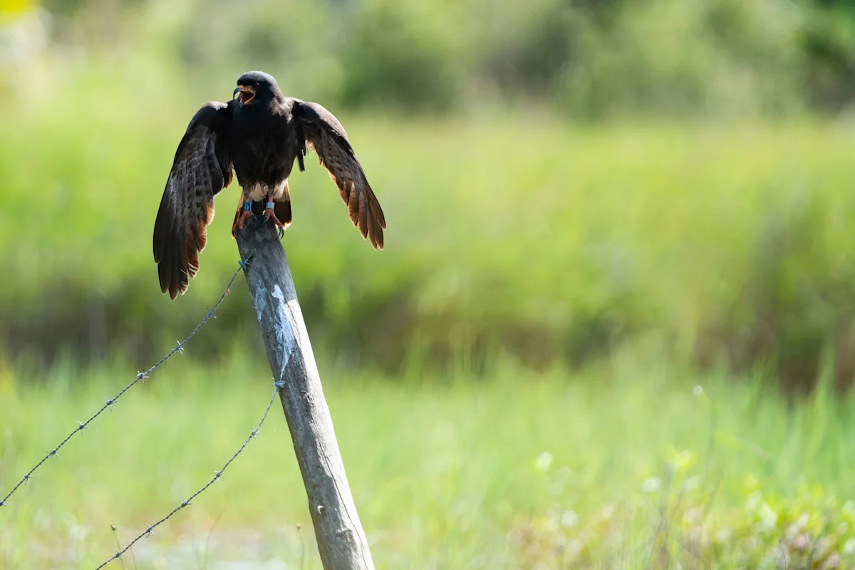 Surprise! Florida Everglades snail kites thrive in Del Webb development