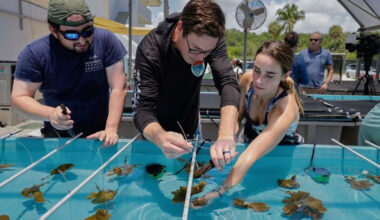 Coral rescue efforts ramp up in Miami as researchers fear another deadly hot year