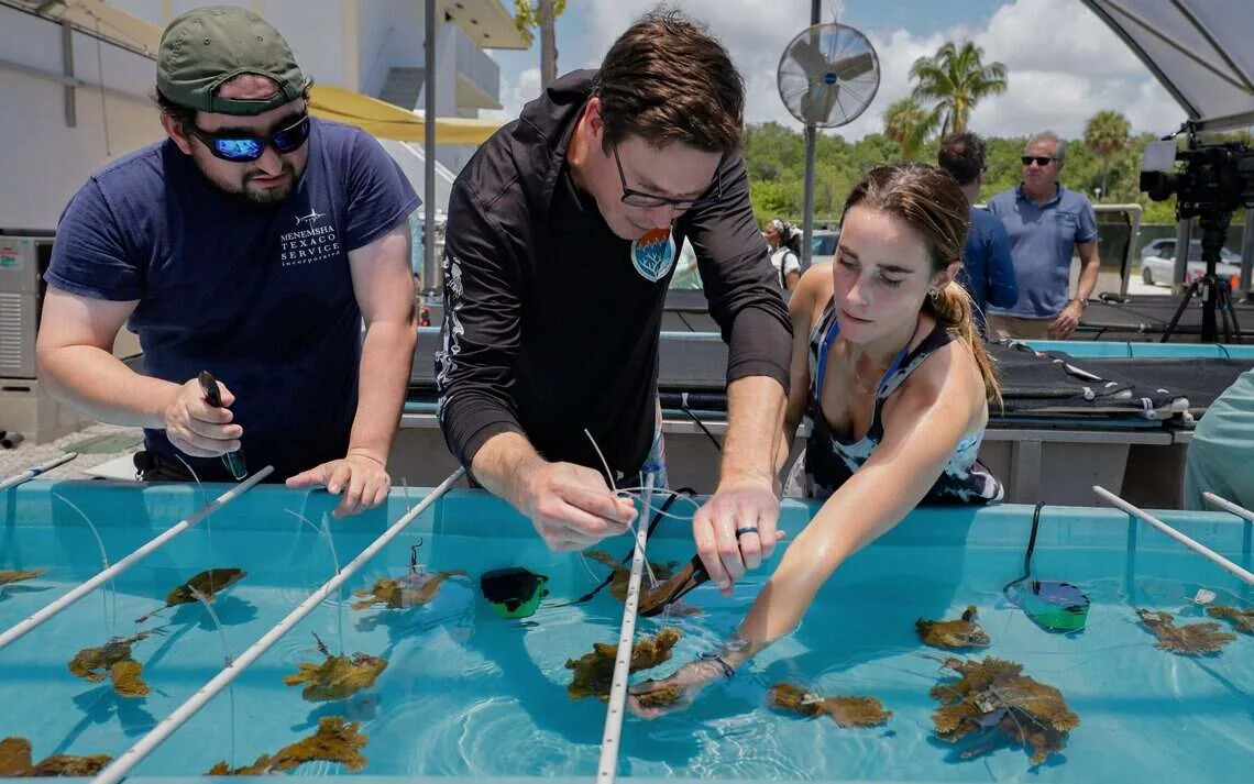 Coral rescue efforts ramp up in Miami as researchers fear another deadly hot year