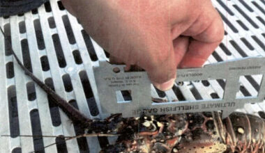 Canadian man is jailed after illegal Florida Keys lobster hunt, FWC says