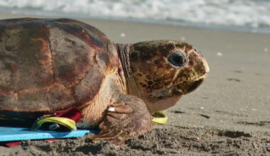 Sea turtle nesting season in Florida could break records this year