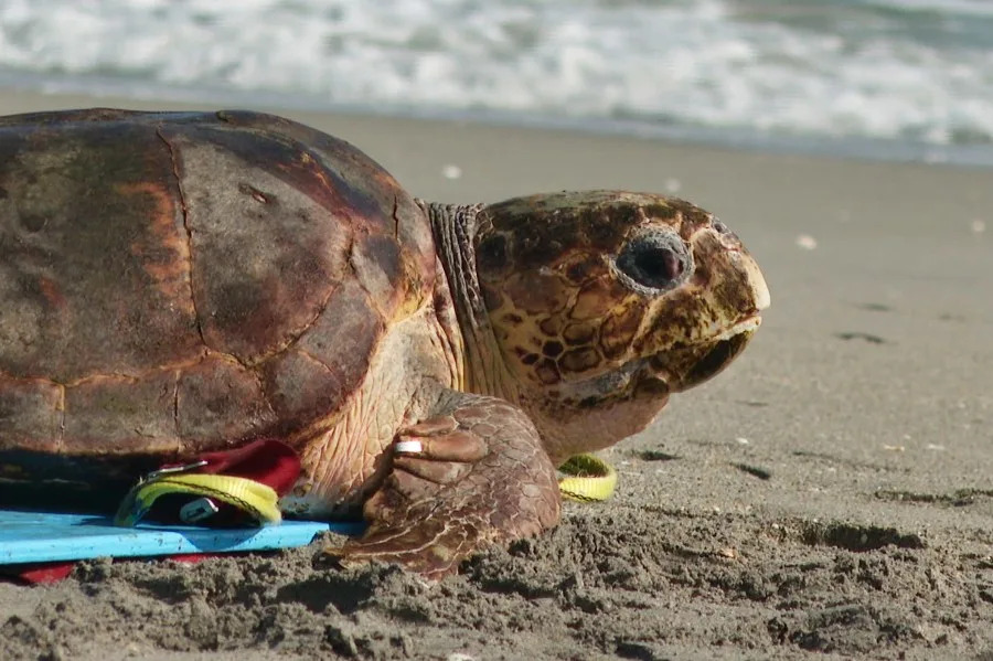 Sea turtle nesting season in Florida could break records this year