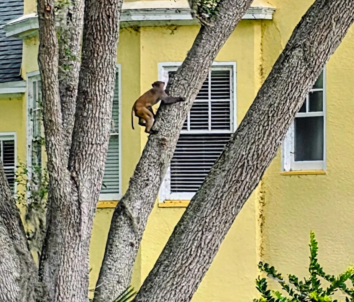 Monkey-sighting advisory issued for Florida city