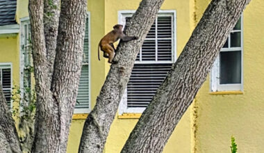 Monkey-sighting advisory issued for Florida city