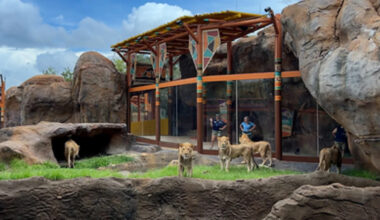 BUSCH GARDENS TAMPA BAY OPENS WORLD-CLASS LION & HYENA RIDGE AS PART OF $200 MILLION PARK TRANSFORMATION