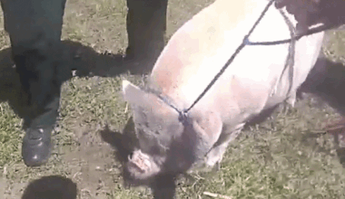 Escaped Pig Is Wrangled by Florida Deputies