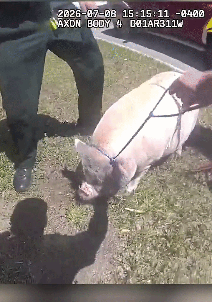 Escaped Pig Is Wrangled by Florida Deputies