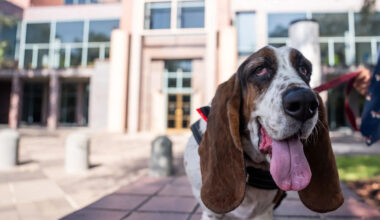 Dissatisfied with Tallahassee politics? Arnie the dog wants your vote