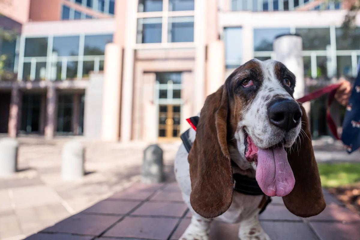 Dissatisfied with Tallahassee politics? Arnie the dog wants your vote