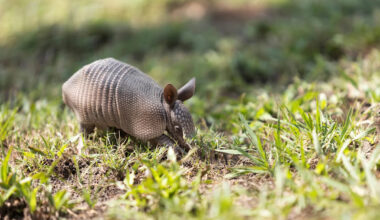 Seeing more armadillos this summer? What to watch for in Florida
