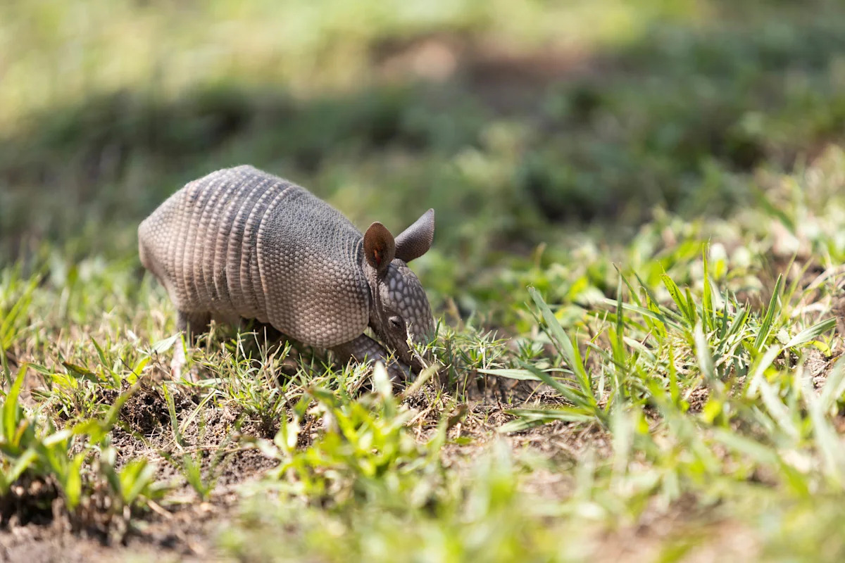Seeing more armadillos this summer? What to watch for in Florida
