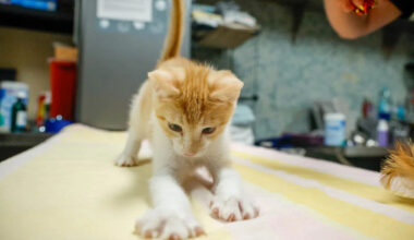 Florida county considering making it illegal to declaw your cat