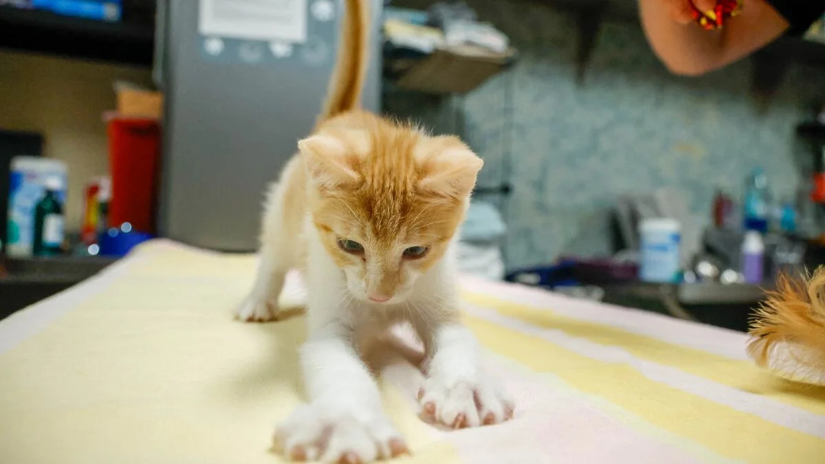 Florida county considering making it illegal to declaw your cat