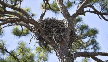 A St. Pete apartment complex is set to tear down a tree housing an eagle nest