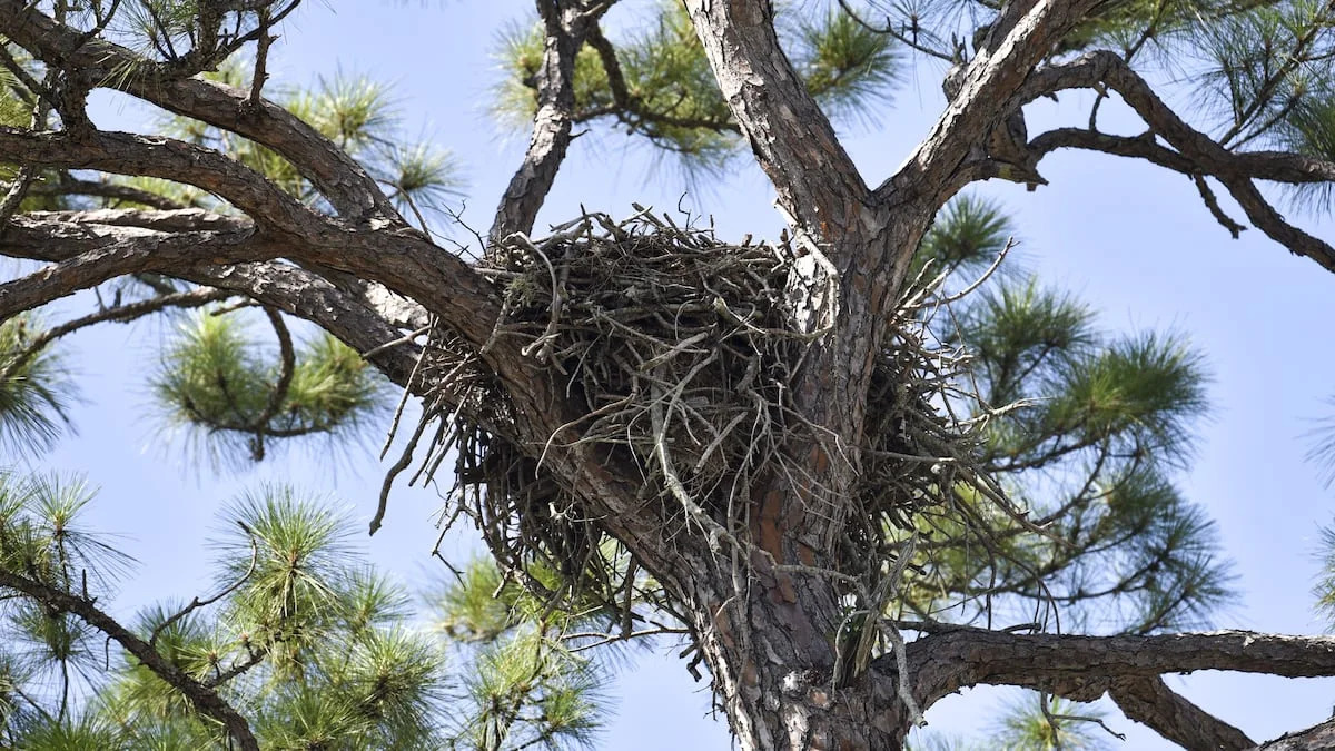 A St. Pete apartment complex is set to tear down a tree housing an eagle nest