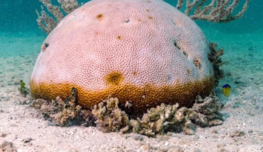 As sea temperatures rise in the Florida Keys, coral evacuation has begun