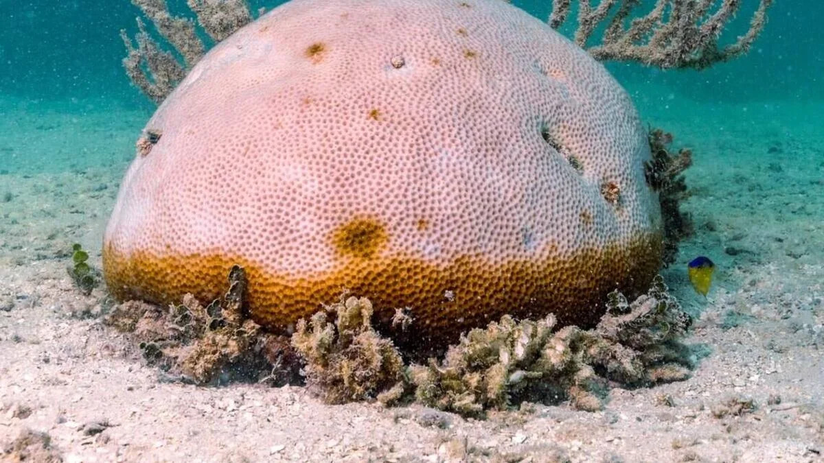 As sea temperatures rise in the Florida Keys, coral evacuation has begun