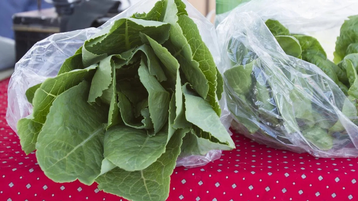 Bad lettuce in Tampa Bay? Farms and restaurants respond to cyclospora outbreak