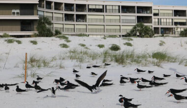 2 beachfront business owners accused of scattering mothballs on St. Pete Beach to deter birds