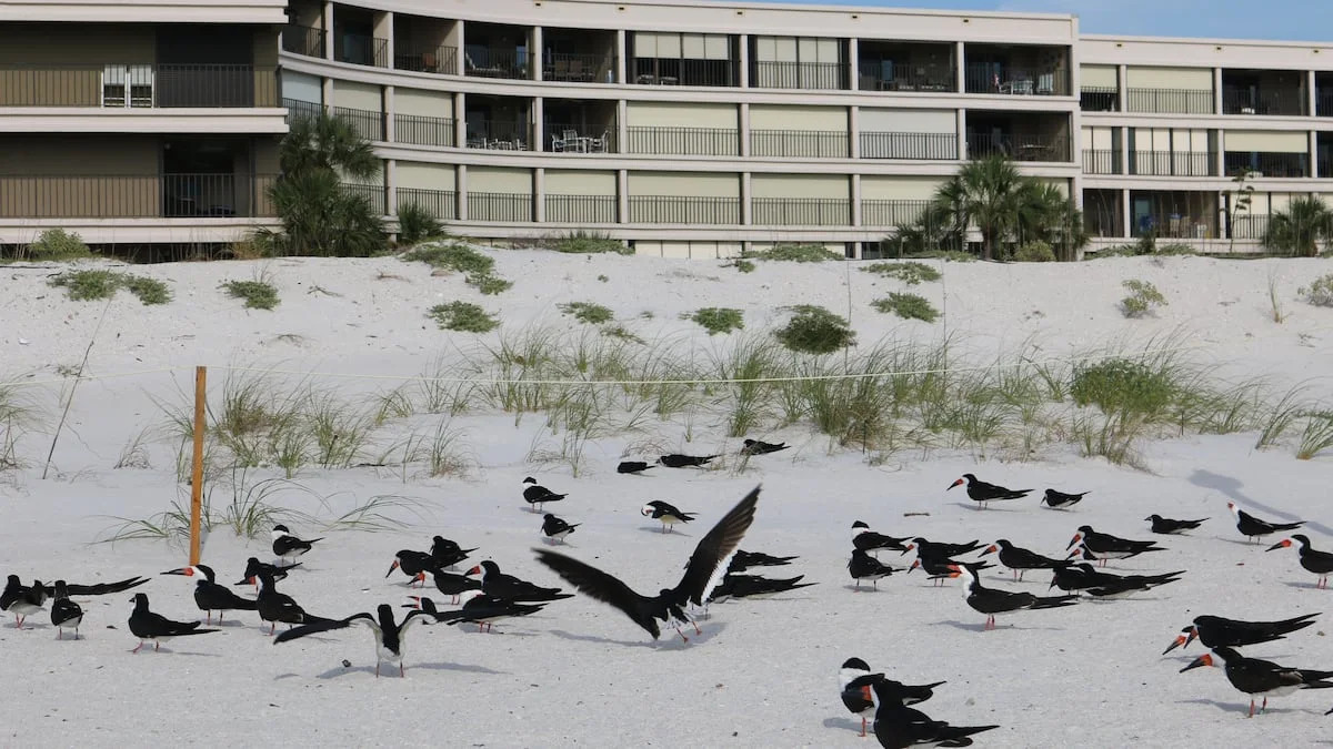 2 beachfront business owners accused of scattering mothballs on St. Pete Beach to deter birds