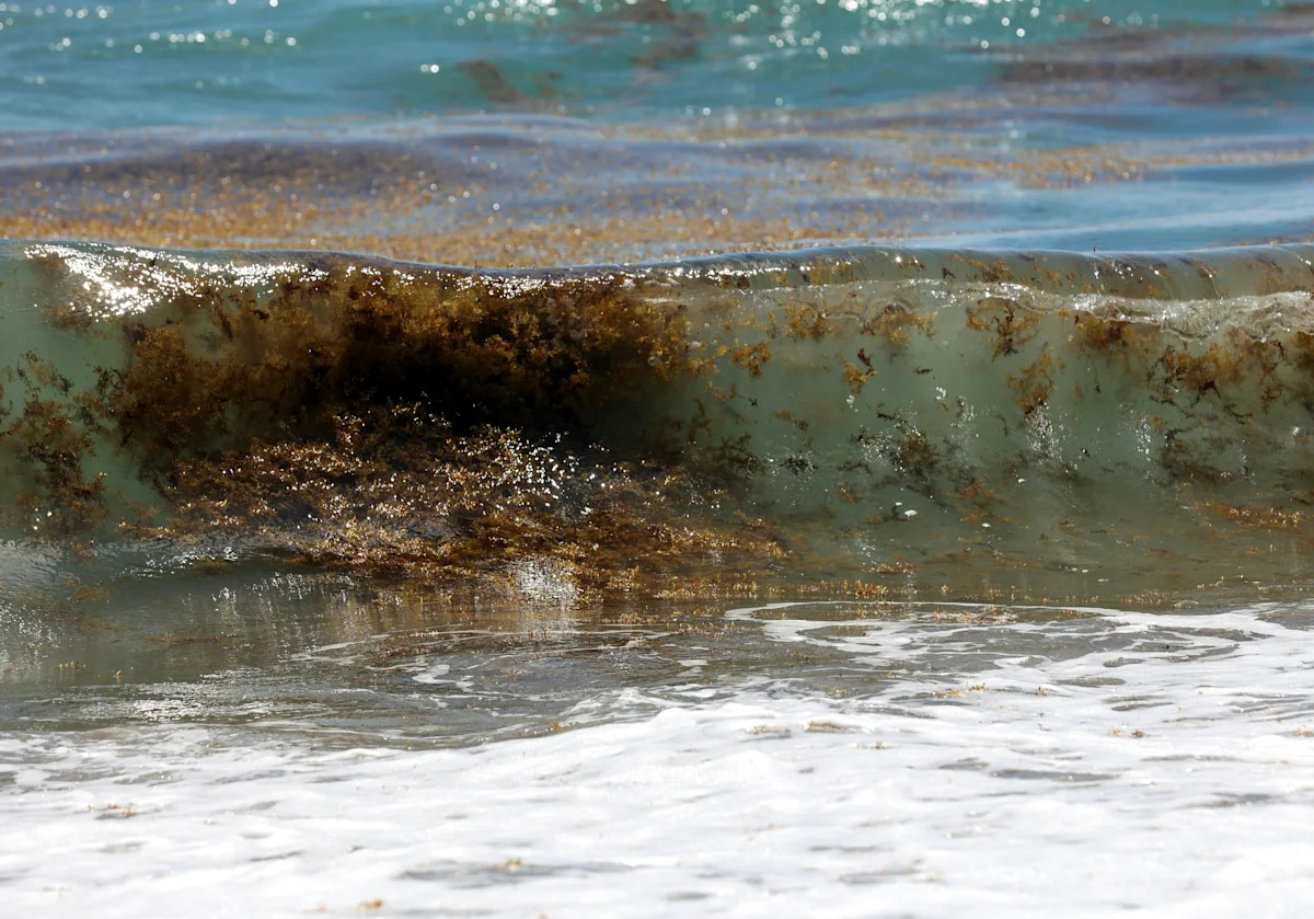 Florida beach trashed. Clean it up. DeSantis breaking state