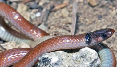 In Florida, 2 tiny snakes found almost nowhere else are now federally endangered