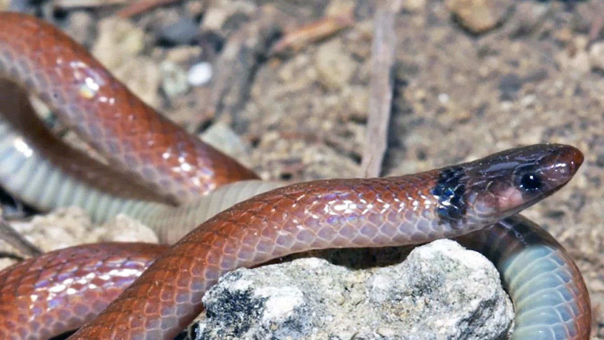 In Florida, 2 tiny snakes found almost nowhere else are now federally endangered