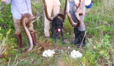 Python hunters hit a Florida Everglades island and find 4 big snakes, 3 nests, and an egg-filled female