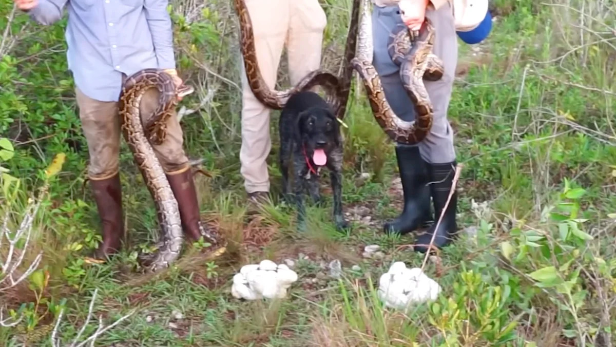 Python hunters hit a Florida Everglades island and find 4 big snakes, 3 nests, and an egg-filled female
