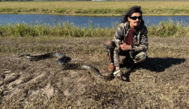 Florida hunters are spotting more giant pythons as fires, cold snaps strip away cover