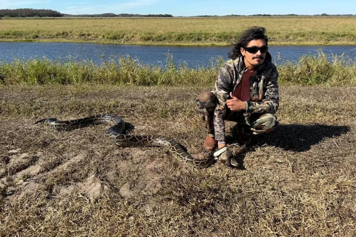 Florida hunters are spotting more giant pythons as fires, cold snaps strip away cover