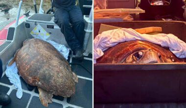 Distressed loggerhead swims erratically off the Florida Keys, then Coast Guard rushes her to care